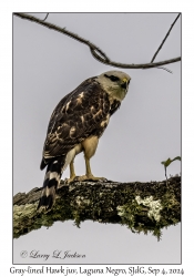 Gray-lined Hawk juvenile