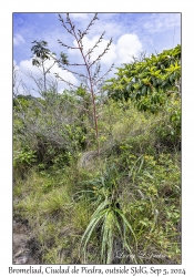 Bromeliad