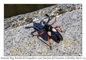 Assassin Bug