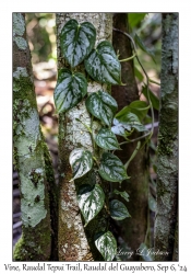 Climbing Vine