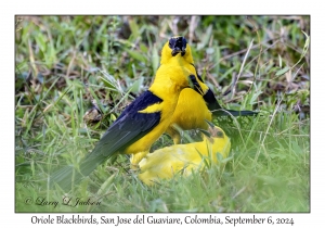 Oriole Blackbirds