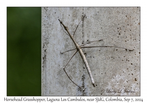Horsehead Grasshopper