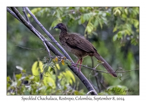 Speckled Chachalaca