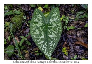 Caladium bicolor