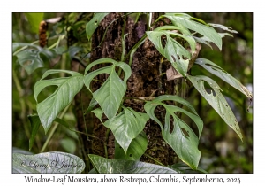 Window-Leaf Monstera