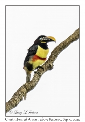 Chestnut-eared Aracari