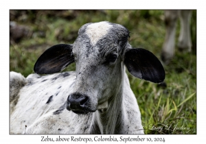 Zebu