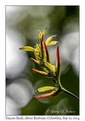 Toucan Beak