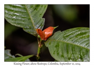 Kissing Flower