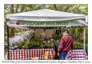 Orchid Sales