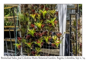 Bromeliad Sales
