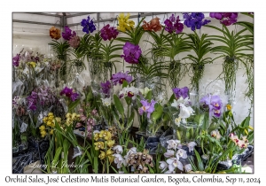 Orchid Sales