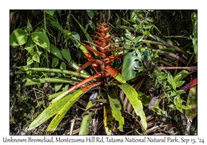 Unknown Bromeliad