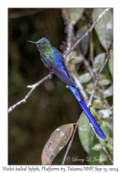 Violet-tailed Sylph male