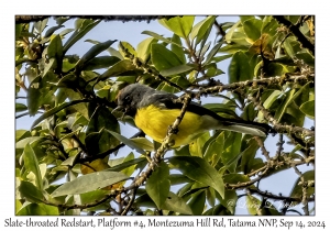 Slate-throated Redstart