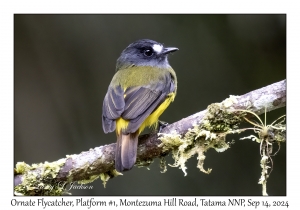 Ornate Flycatcher