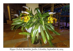 Slipper Orchid