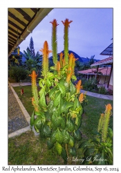 Red Aphelandra