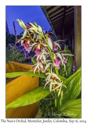 The Nun's Orchid