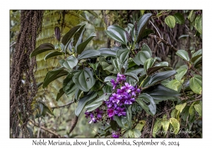 Noble Meriania