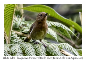 White-sided Flowerpiercer male