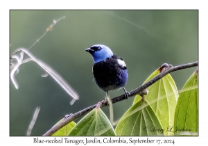 Blue-necked Tanager