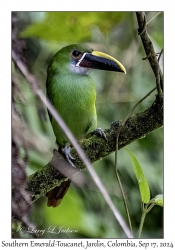 Southern Emerald-Toucanet