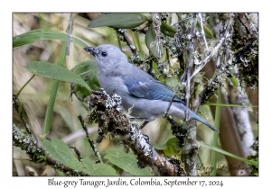 Blue-grey Tanager