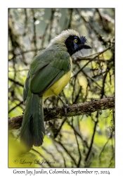 Green Jay