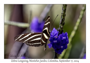 Zebra Longwing