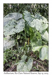 Anthurium
