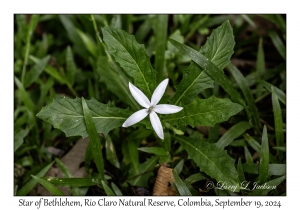 Star of Bethlehem
