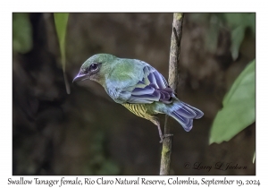 Swallow Tanager female