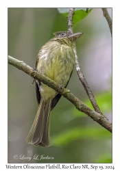 Western Olivaceous Flatbill
