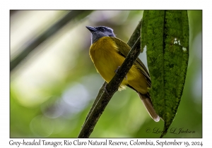 Grey-headed Tanager