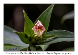 Costus species