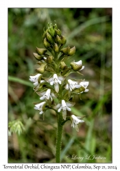 Terrestrial Orchid