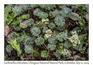 Lachemilla orbiculata