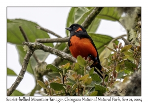 Scarlet-bellied Mountain-Tanager