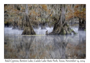 Bald Cypress