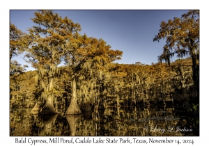 Bald Cypress