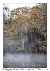 Bald Cypress