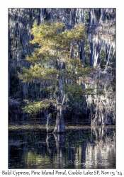 Bald Cypress
