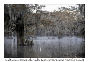 Bald Cypress