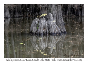 Bald Cypress
