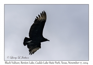Black Vultures