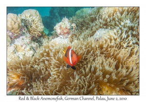 Red & Black Anemonefish