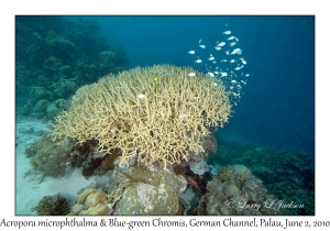 Acropora microphthalma & Blue-green Chromis