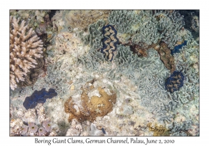 Boring Giant Clams