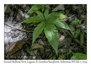 Incised Halberd Fern